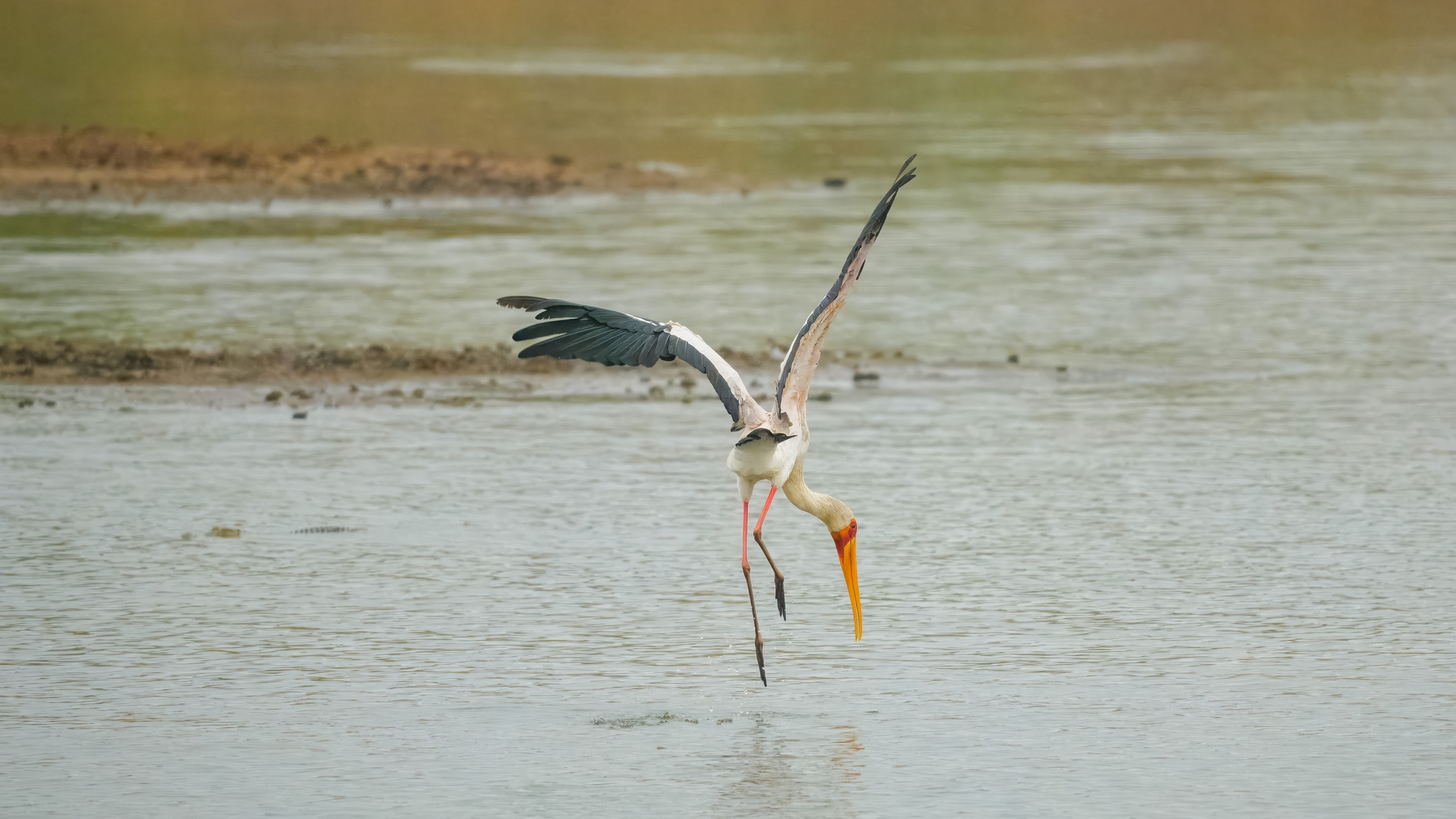Kruger25 2025 10 30 13 15 39 ILCE 1M2 112